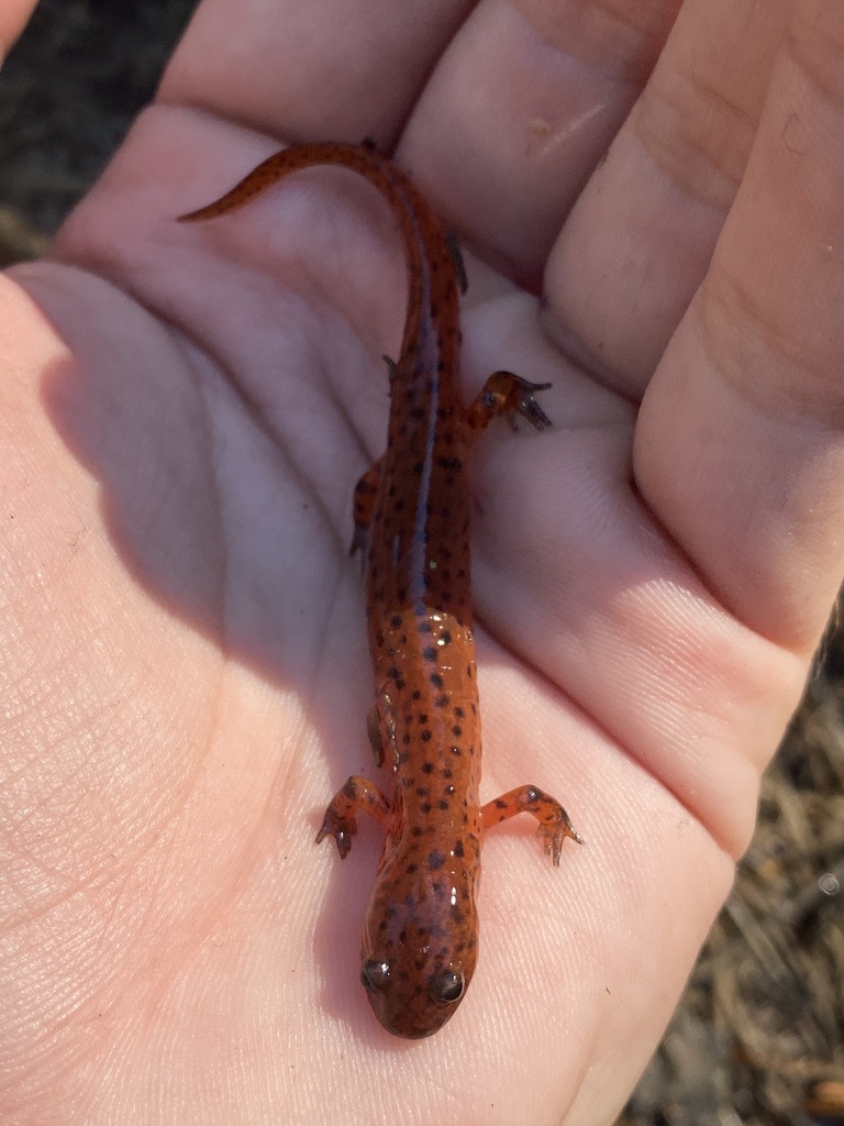 Mud Salamander