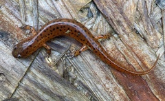 Pseudotriton montanus montanus