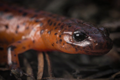 Pseudotriton montanus montanus