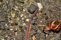 Amynthas aspergillum