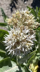 Asclepias speciosa