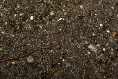 Amynthas aspergillum