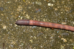 Amynthas aspergillum