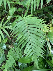 Sphaerostephanos productus