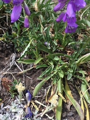 Penstemon hallii