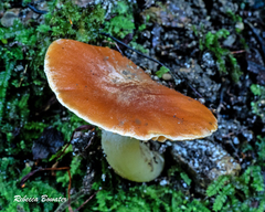 Camarophyllus pratensis gracilis