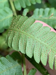 Sphaerostephanos productus