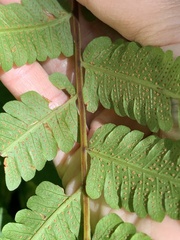 Sphaerostephanos productus