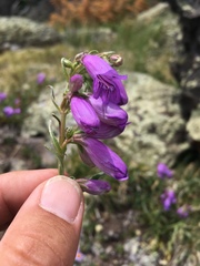Penstemon hallii