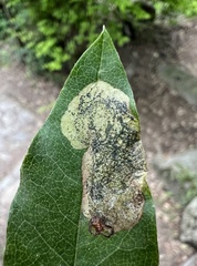 Leucoptera laburnella