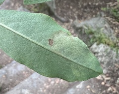 Leucoptera laburnella