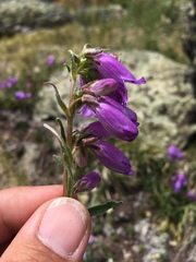 Penstemon hallii