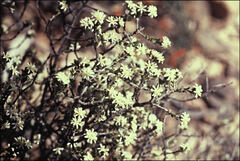 Pseudanthus ovalifolius