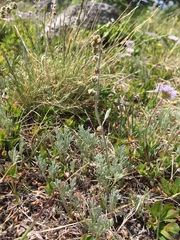 Artemisia scopulorum