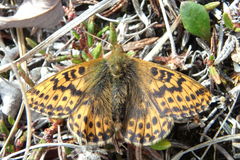 Boloria polaris