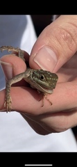 Agama picticauda
