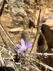 Brodiaea filifolia