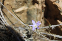 Brodiaea filifolia