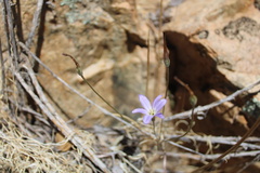 Brodiaea filifolia