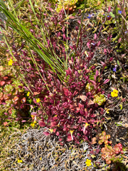 Erythranthe alsinoides