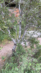 Cercocarpus ledifolius