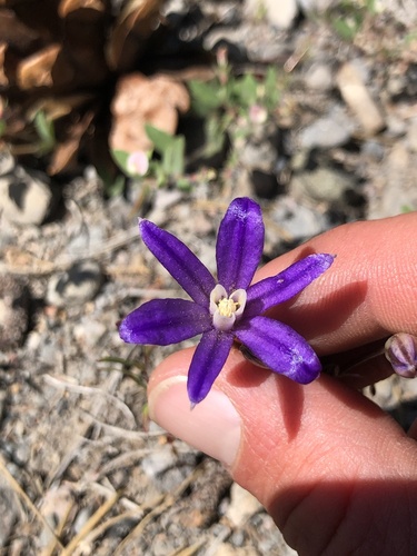 Early Harvest Brodiaea