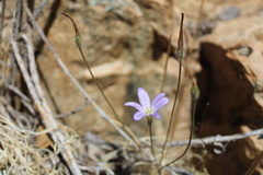 Brodiaea filifolia