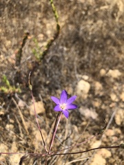 Brodiaea filifolia