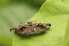 Ebrietas anacreon