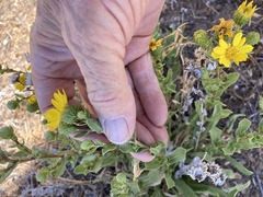 Grindelia hallii