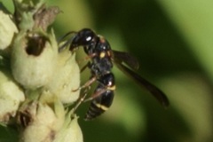 Parancistrocerus histrio