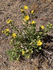 Grindelia hallii