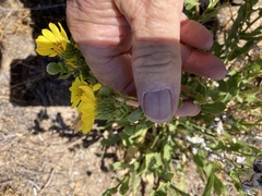 Grindelia hallii