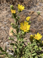 Grindelia hallii