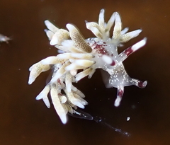Cuthona hamanni