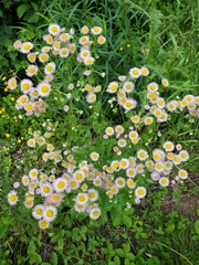 Media resource of Erigeron philadelphicus