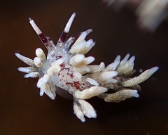 Cuthona hamanni