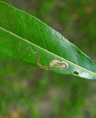 Stigmella saginella