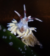 Cuthona hamanni