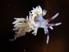 Cuthona hamanni