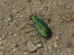Cicindela depressula