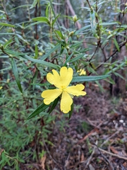 Hibbertia saligna