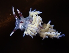 Cuthona hamanni