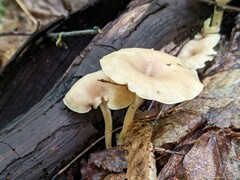 Clitocybe eccentrica