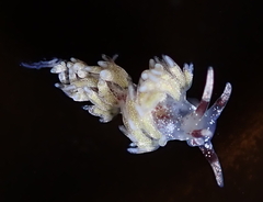 Cuthona hamanni