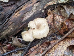 Clitocybe eccentrica
