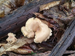 Clitocybe eccentrica