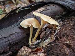 Clitocybe eccentrica