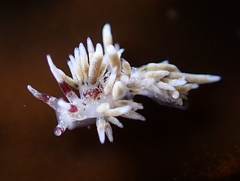 Cuthona hamanni
