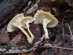 Clitocybe eccentrica